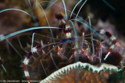 BD-161027-Reta-3364-Stenopus-hispidus-(Olivier.-1811)-[Banded-coral-shrimp].jpg